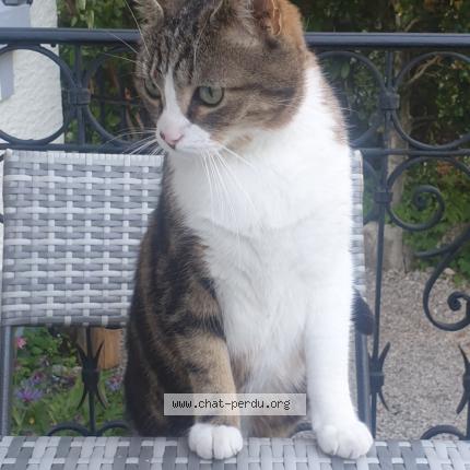 Foto einer verlorenen Katze in La Chaux De Fonds