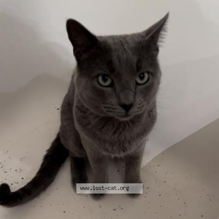 Photo 1/1 Reunited cat Lost in Mission
