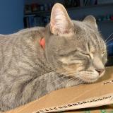 Picture of cat lost at Vanves