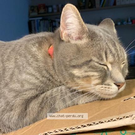 Photo 1/1 Cat reunited Lost in Vanves