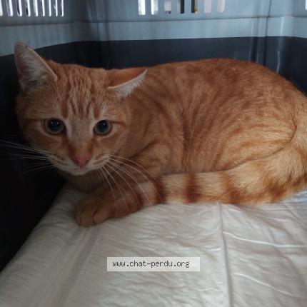 Photo 1/1 Cat reunited Lost in Lille