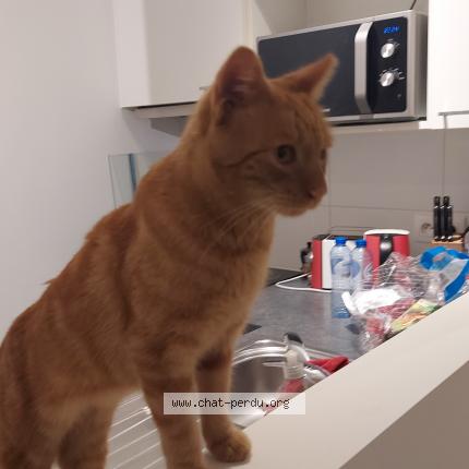 Foto 1/1 Kat teruggevonden Gevonden in Ixelles