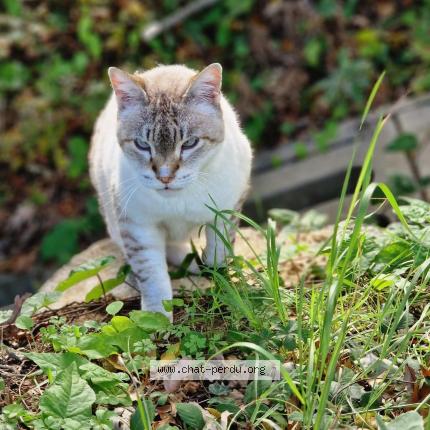 Photo 1/1 Cat reunited Found in Vaudreuille