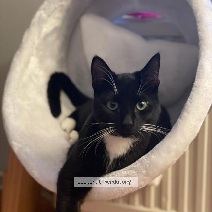 Foto van vermiste kat in Bruxelles