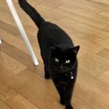 Picture of cat lost at Epalinges