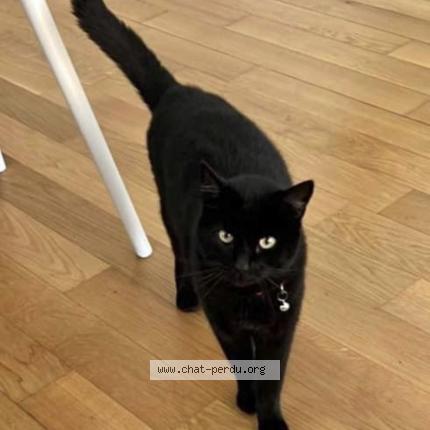 Photo 1/1 Benzine Chat lost in Epalinges