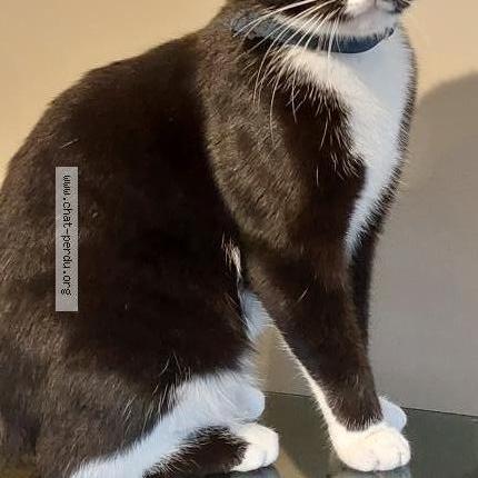 Foto van vermiste kat in Namur