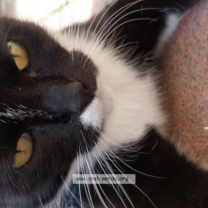 Foto 2/2 Kat teruggevonden Vermist in Namur