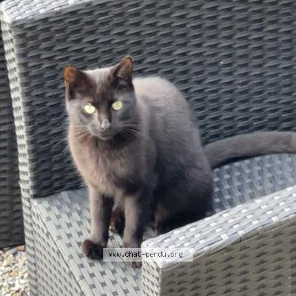 Foto 1/1 Wiedergefundene Katze Verloren in Yverdon Les Bains