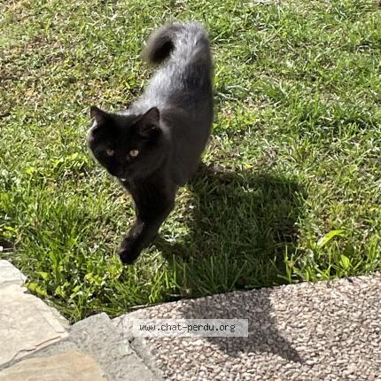 Foto 1/1 Wiedergefundene Katze Verloren in Estavayer Le Lac