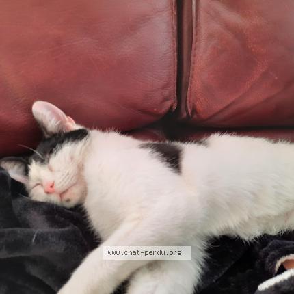 Foto van vermiste kat in Mons