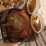 Picture of cat found at Courbevoie