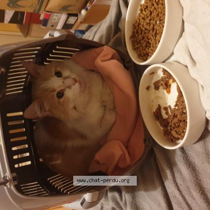 Photo 1/1 Cat reunited Found in Courbevoie