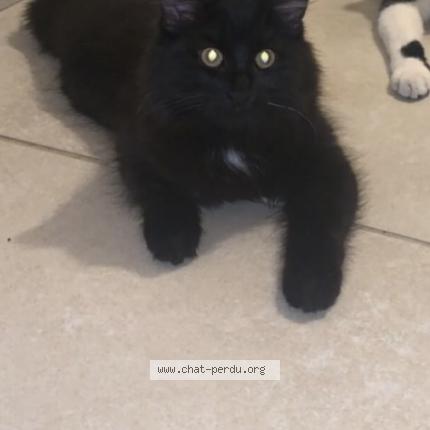 Picture of cat lost at Giere