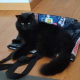 Picture of cat lost at Lagny Sur Marne