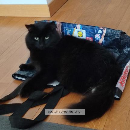 Photo 1/3 Bento Chat lost in Lagny sur marne