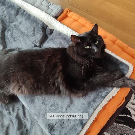 Photo 2/3 Bento Chat lost in Lagny sur marne