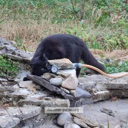 Photo 3/3 Bento Chat lost in Lagny sur marne