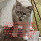 Picture of cat lost at Yzeures Sur Creuse
