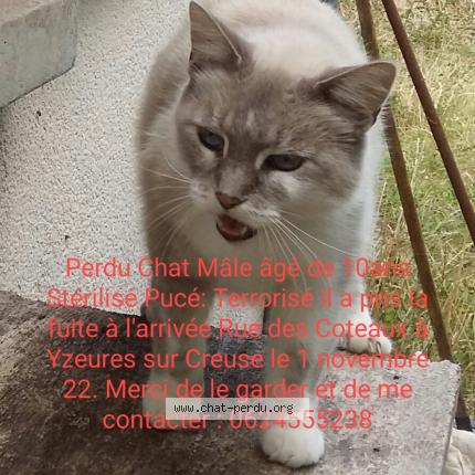 Photo 1/1 Beyaz Chat lost in Yzeures sur creuse
