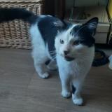Picture of cat found at Cherbourg En Cotentin