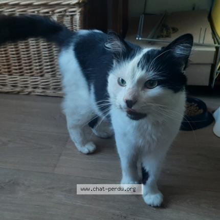 Photo 1/1 Cat reunited Found in Cherbourg en cotentin