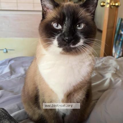 Photo 1/1 Reunited cat Lost in Merrill