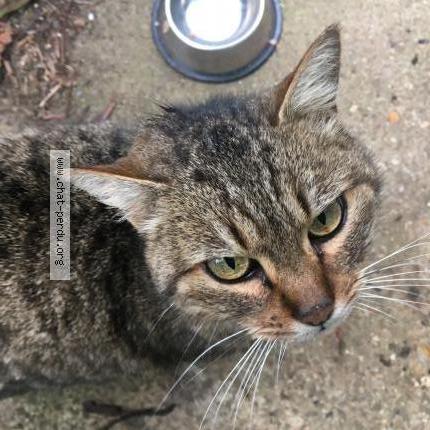 Photo 1/2 Cat reunited Found in Verneuil sur seine