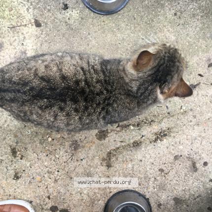 Photo 2/2 Cat reunited Found in Verneuil sur seine