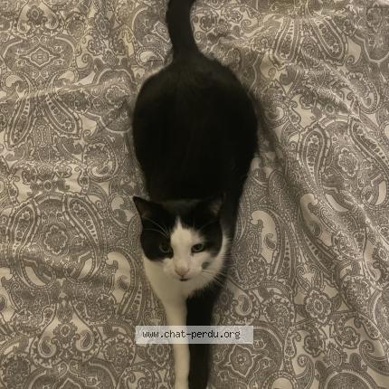 Foto einer verlorenen Katze in Prilly