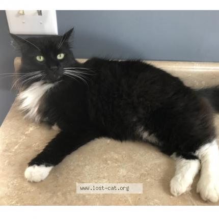 Photo 1/1 Reunited cat Lost in Saint Augustine