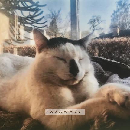Foto van vermiste kat in Kapellen