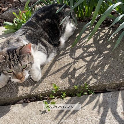 Picture of cat lost at Aurora