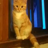 Picture of cat lost at Montlouis Sur Loire