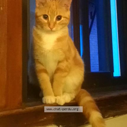 Photo 1/1 Paupiette Chat lost in Montlouis sur loire