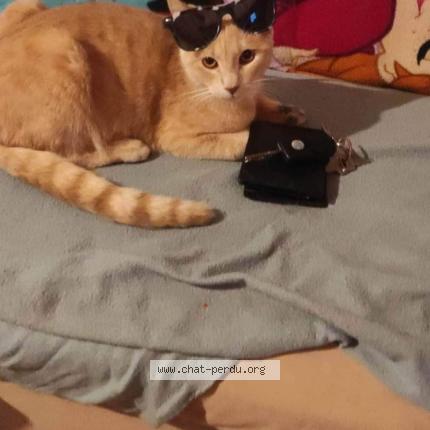 Foto van vermiste kat in Dampremy