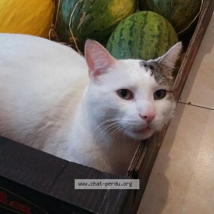 Photo 1/1 Minouche Chat lost in Roubaix