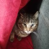 Picture of cat lost at Nantes