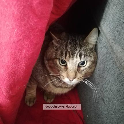 Photo 1/1 MOULIN Chat lost in Nantes