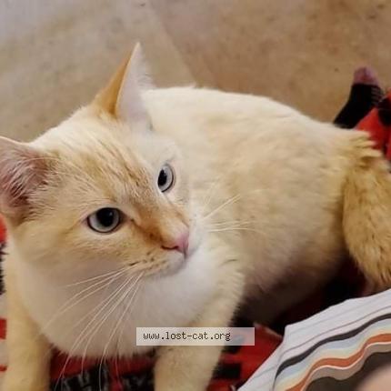 Photo 1/1 Reunited cat Lost in Nortonville Il