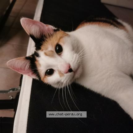 Foto 1/1 Kat teruggevonden Vermist in Bruxelles
