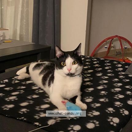 Foto 1/1 Kat teruggevonden Vermist in Koekelberg