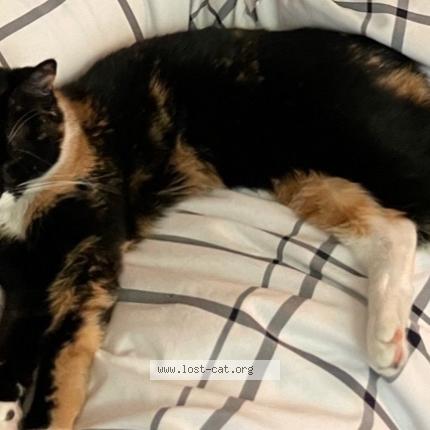 Photo 1/1 Reunited cat Lost in Edmonds