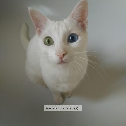 Foto 1/1 Kat teruggevonden Vermist in Uccle