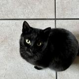 Picture of cat lost at Sciez