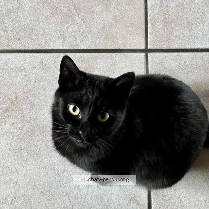 Photo 1/1 AWEN Chat lost in Sciez