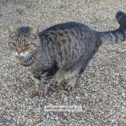 Photo 1/1 Cat reunited Lost in Sainte marie aux chenes