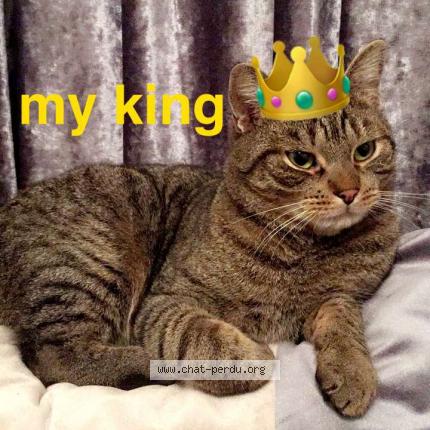 Foto van vermiste kat in Sint Pieters Leeuw
