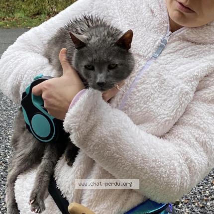 Foto 1/1 Kat teruggevonden Gevonden in Aywaille Belgium