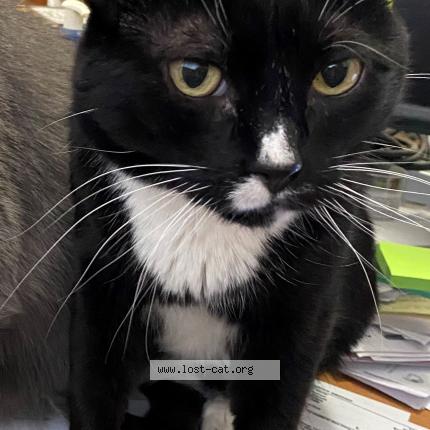 Photo 1/1 Reunited cat Lost in Minneapolis